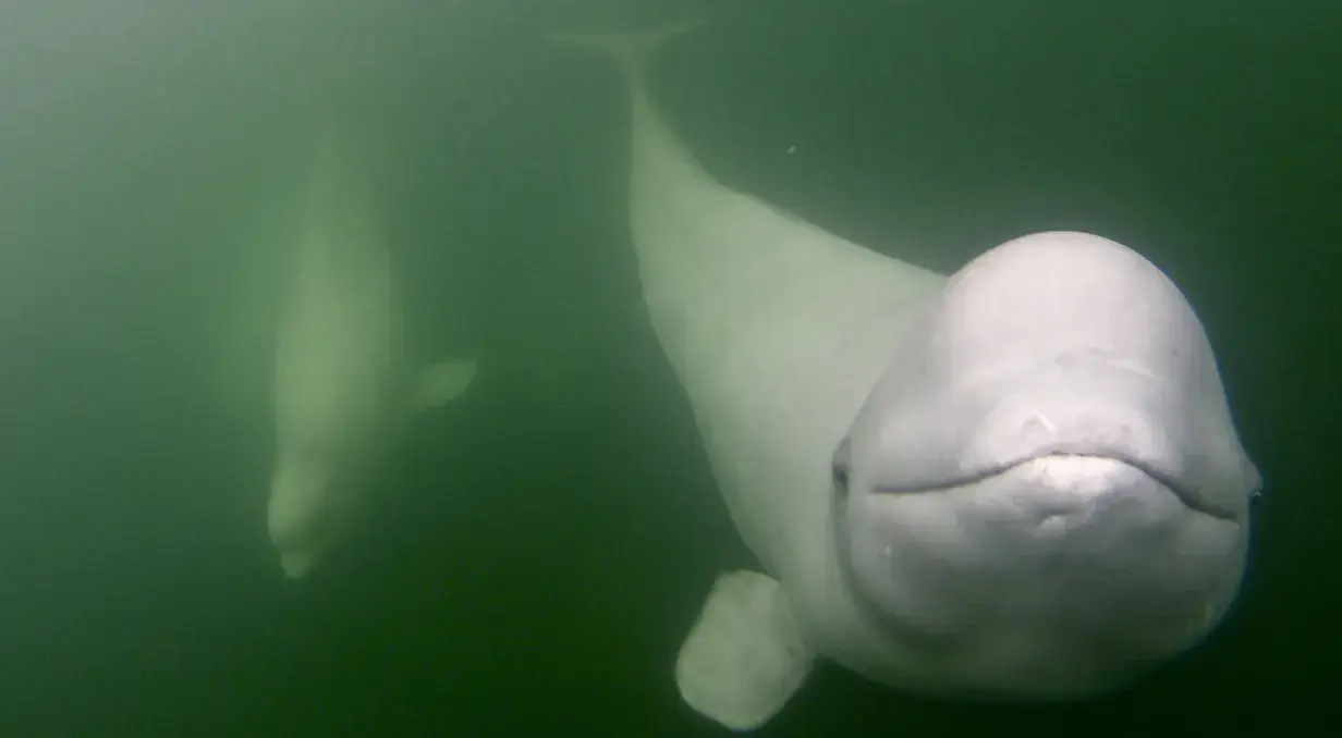 Beluga Whales & Polar Bears Photo Expedition