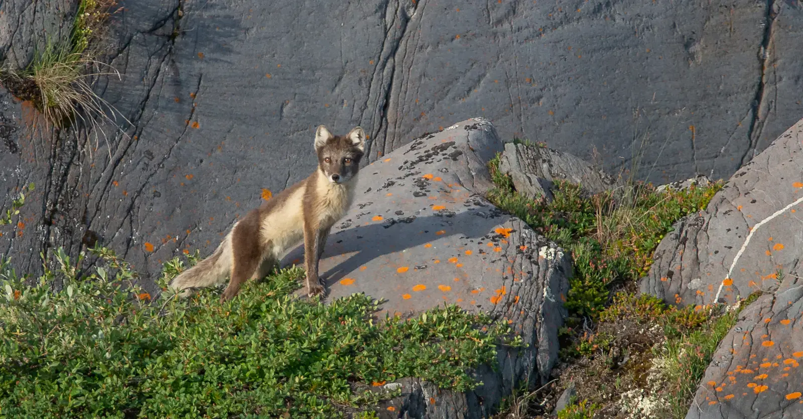 Arctic fox in summer coat on lichen-covered coastal rocks
