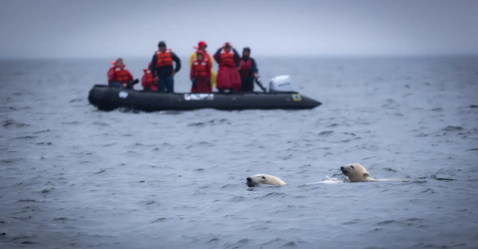 Two polar bears swimming past a Zodiac full of travelers on Hudson Bay