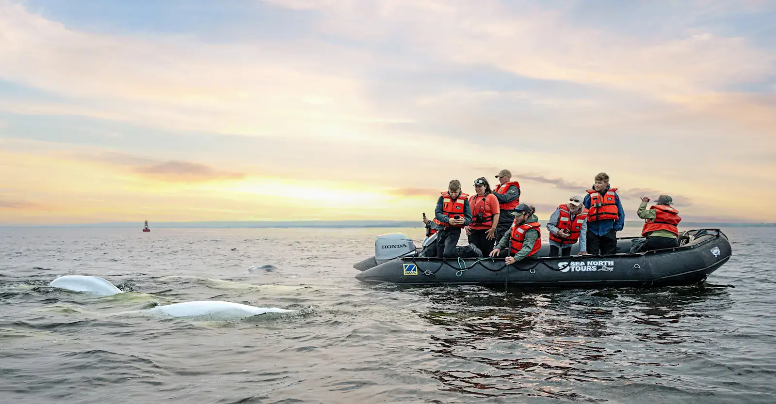Nat Hab guests watch beluga whales, Hudson Bay, Churchill, Manitoba, Canada
