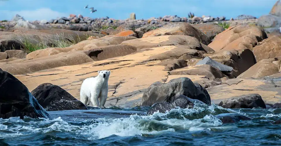 Polar bear on the rocky Hudson Bay shore, Churchill, Manitoba