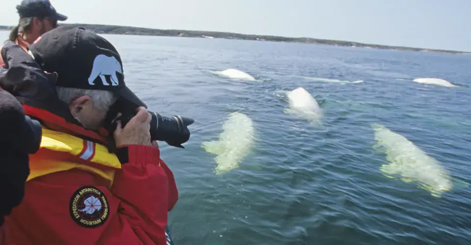 Guest photographing beluga whales from a Zodiac, Churchill, Manitoba