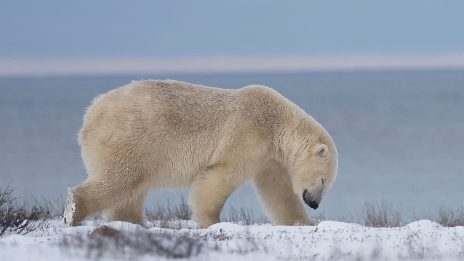 Polar bear walking along the Hudson Bay shoreline near Churchill in autumn