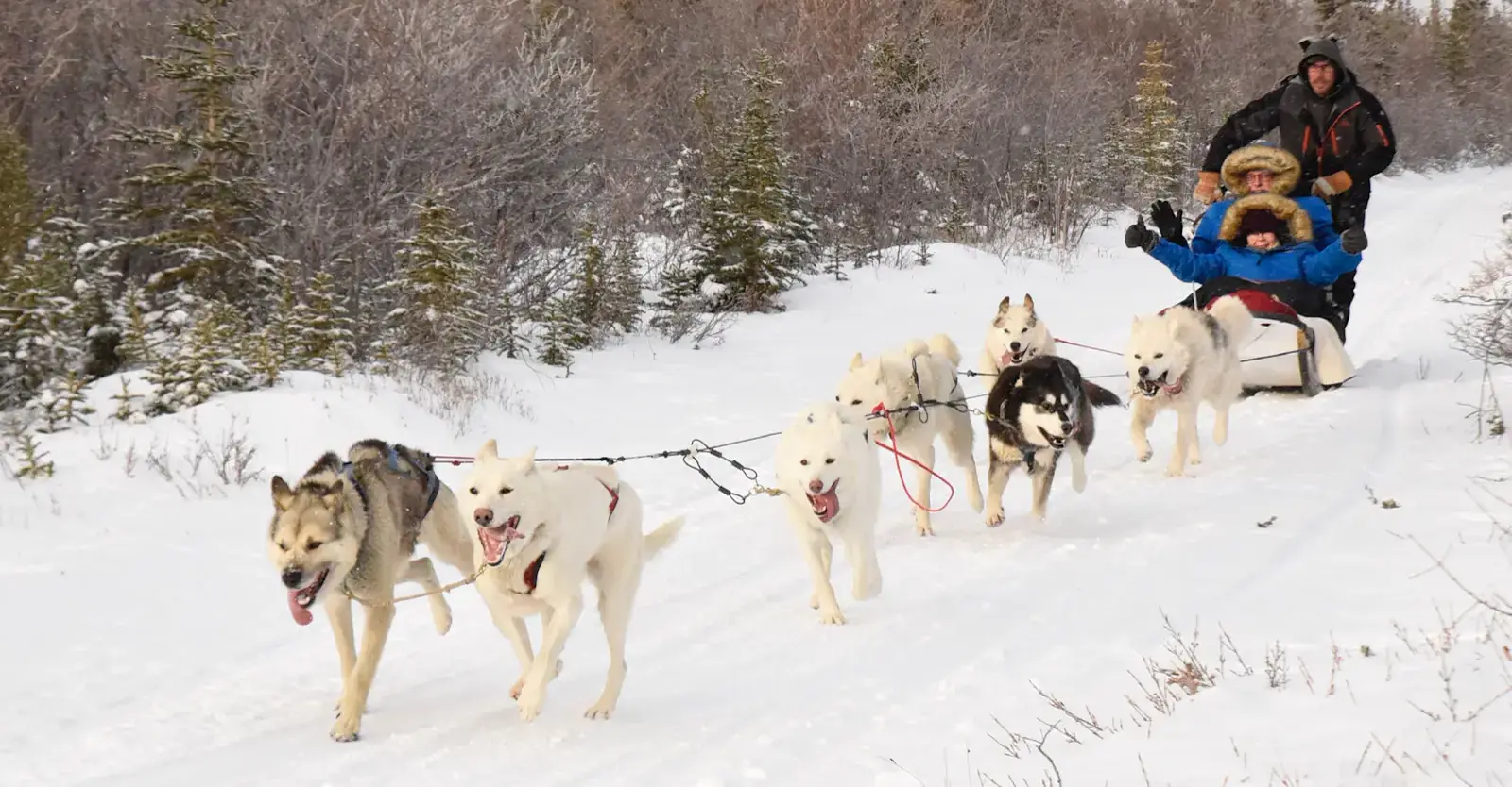 Dog sled team running through the snowy boreal forest near Churchill