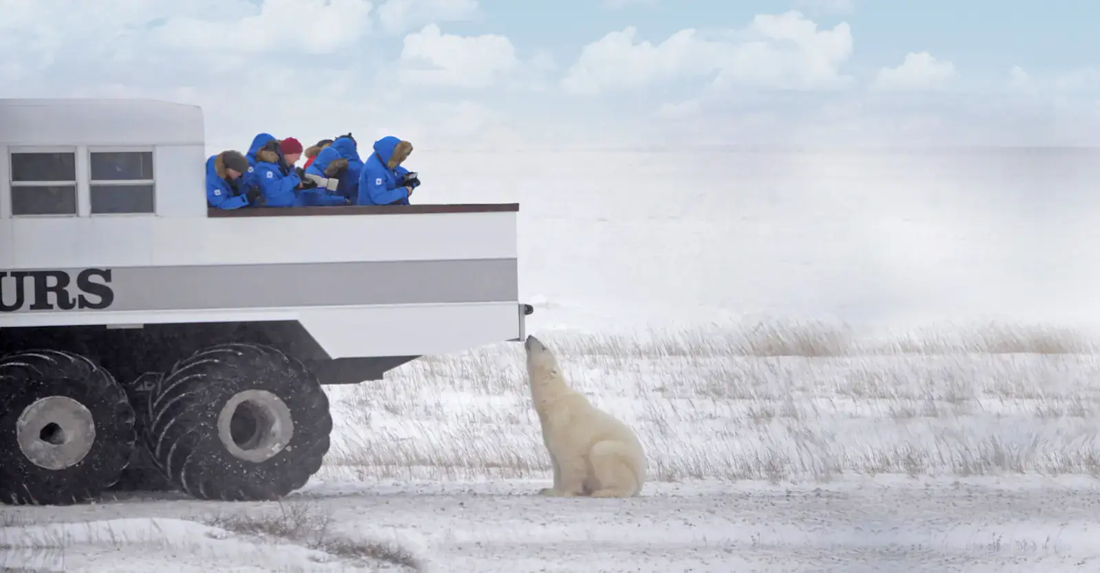 Polar bear looking up at guests aboard a tundra vehicle, Churchill