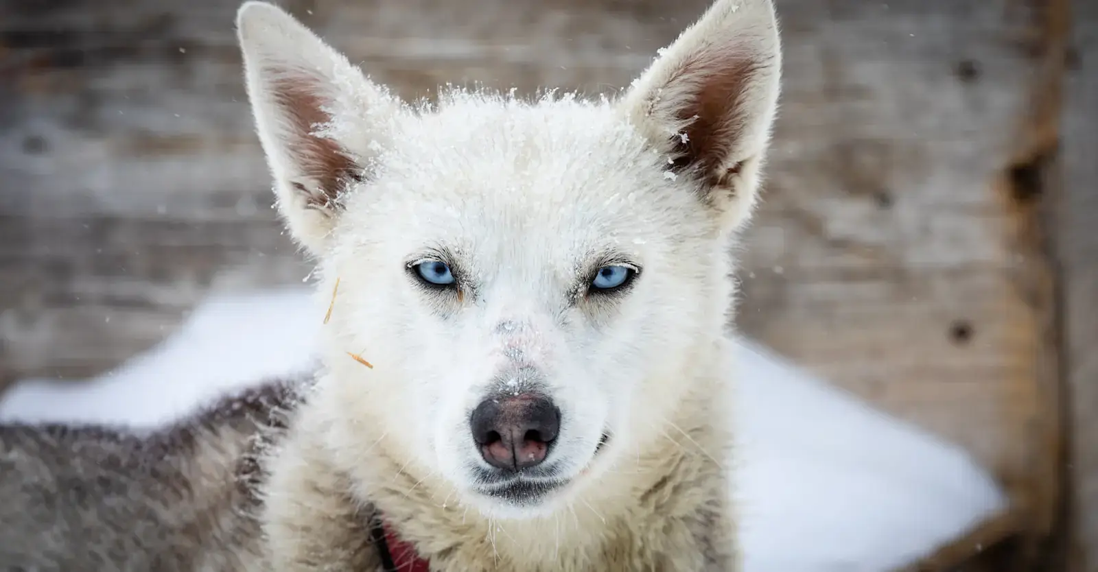 Blue-eyed sled dog at a local musher's kennel, Churchill, Manitoba
