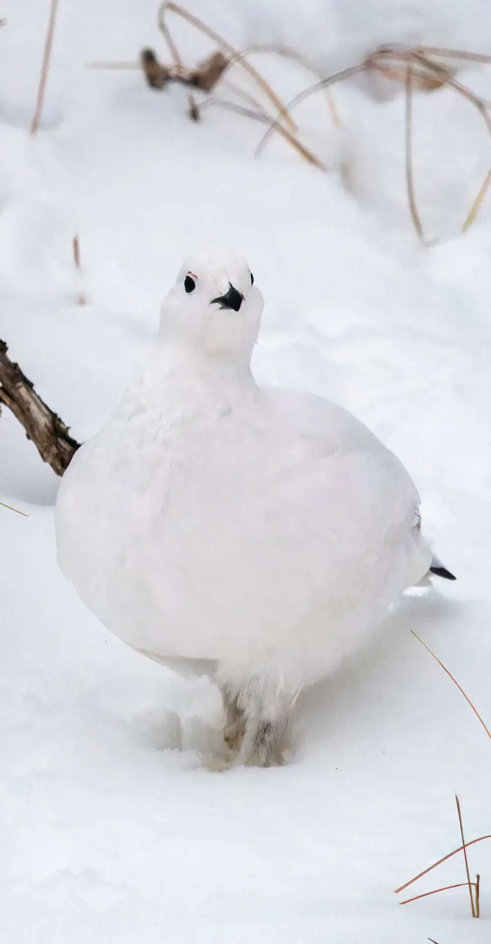 Willow ptarmigan in white winter plumage, Churchill, Manitoba
