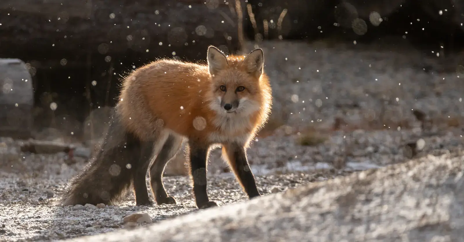 Backlit red fox in falling snow, Churchill, Manitoba