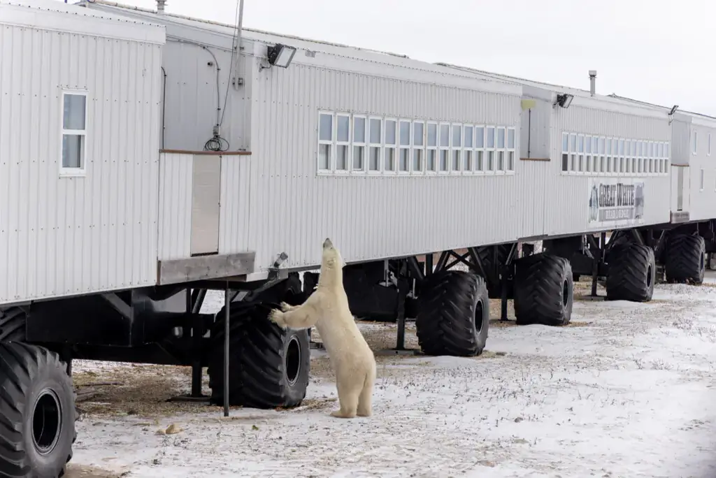 Polar bear standing up against the Tundra Lodge, Churchill, Manitoba