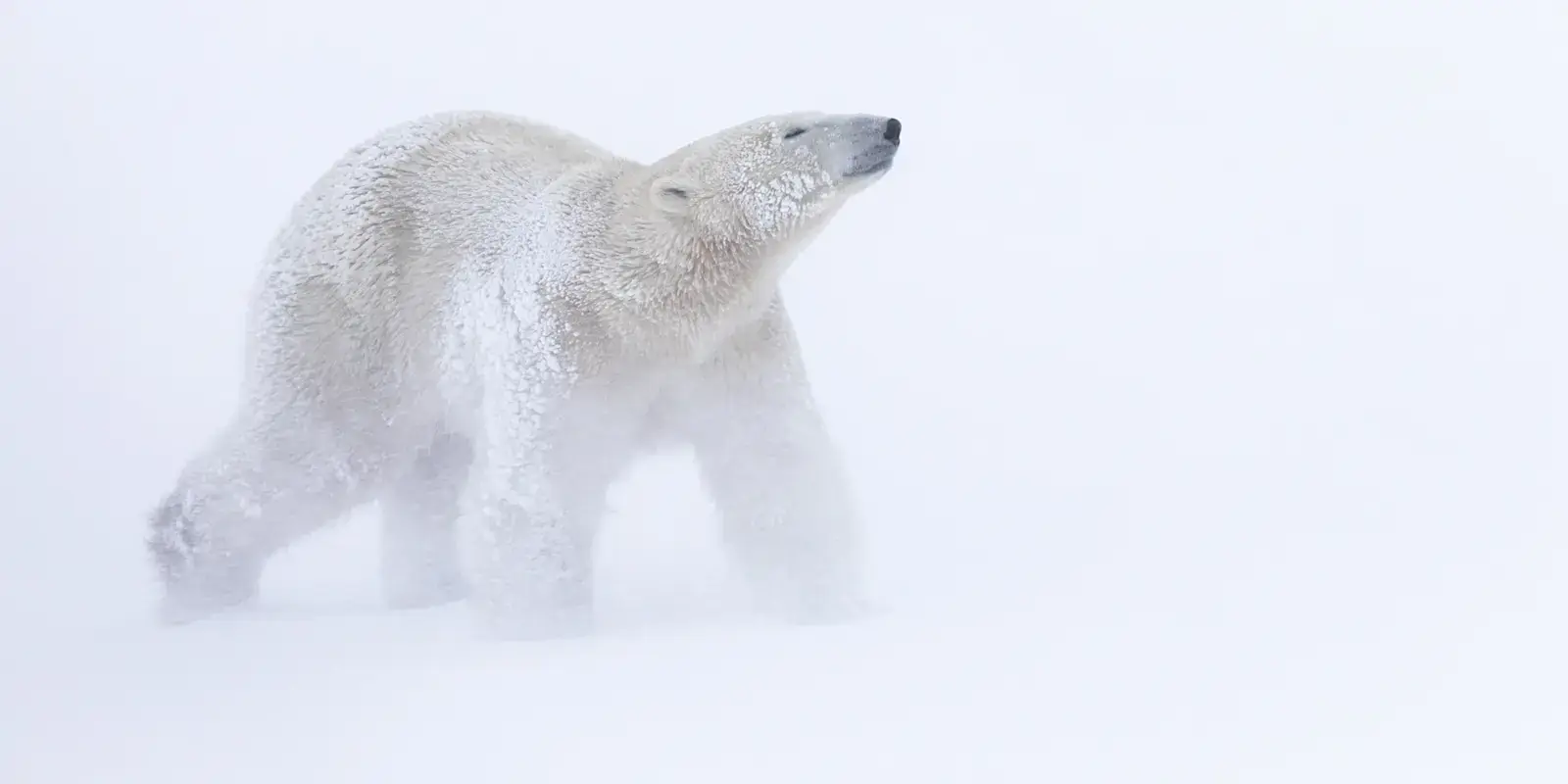 Frost-covered polar bear walking through blowing snow