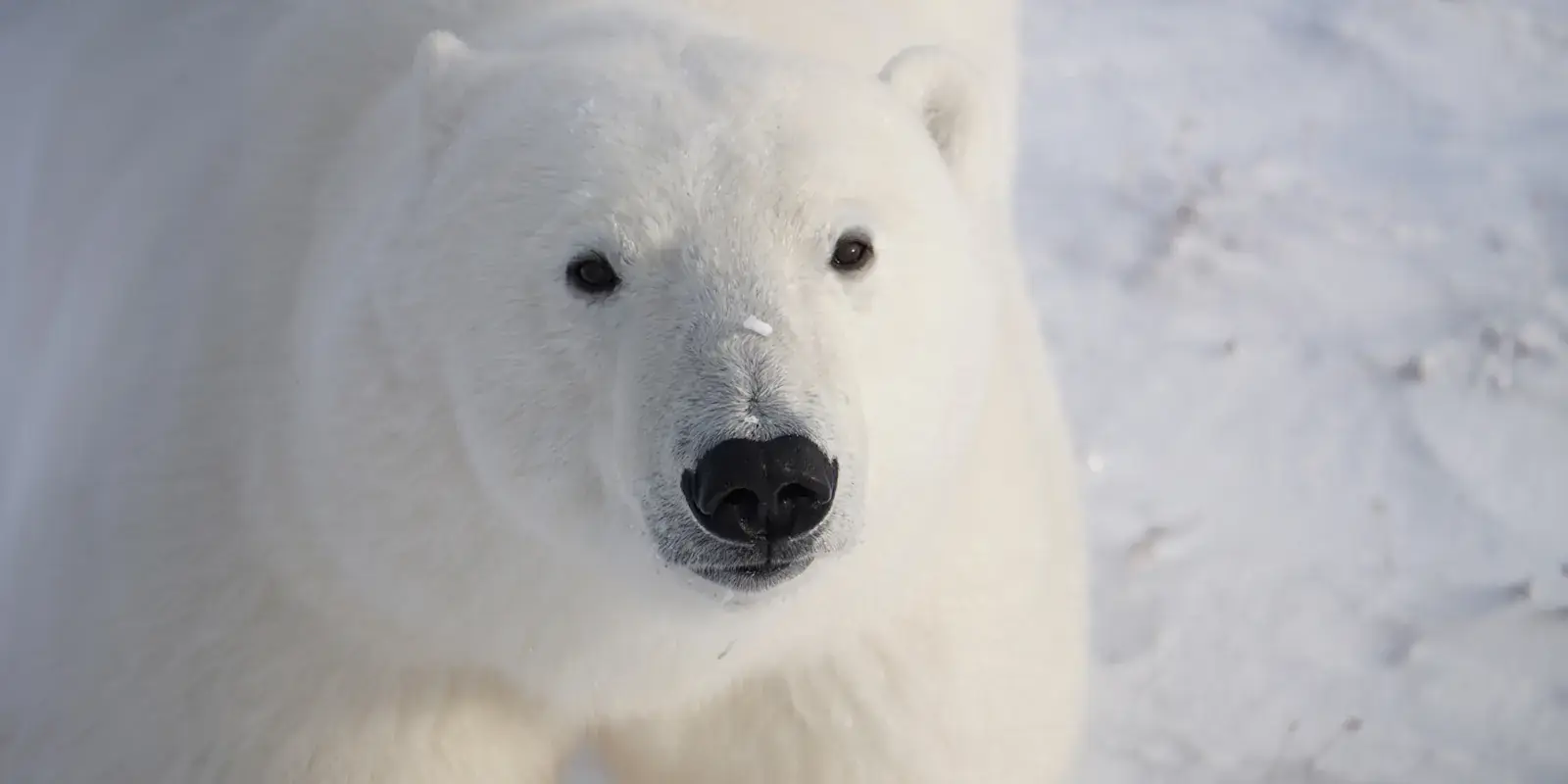 Close-up of a polar bear looking into the camera on the snowy tundra near Churchill