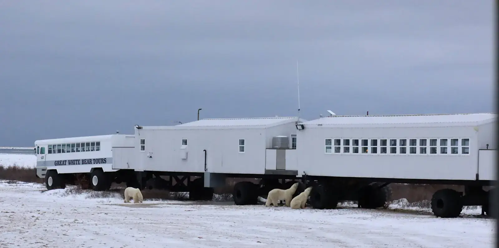 Three polar bears gathered beneath the mobile Tundra Lodge