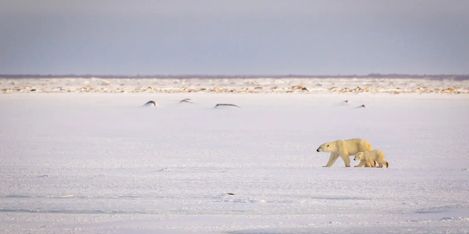 Polar bear mother and cub crossing the frozen expanse of Hudson Bay