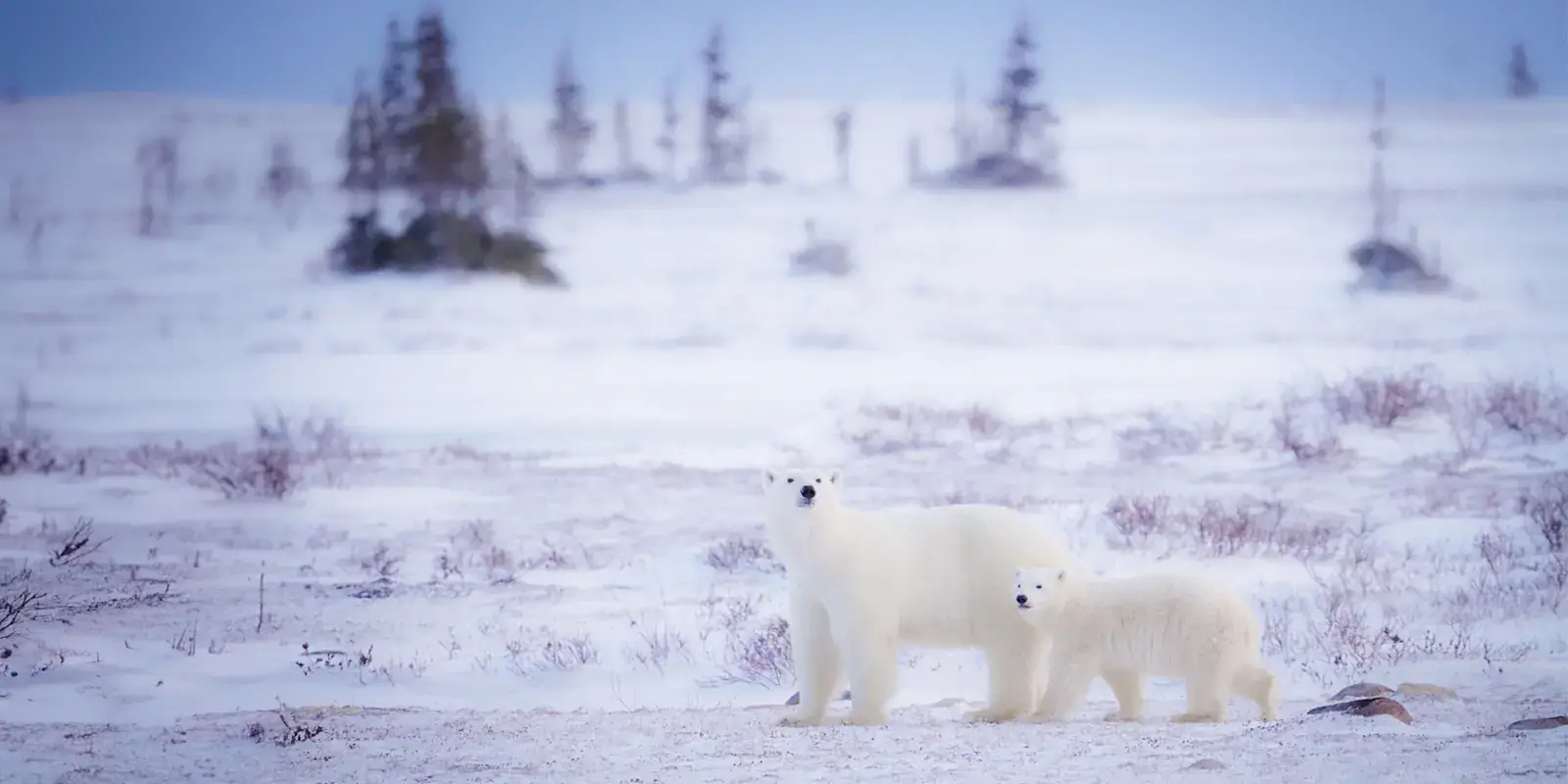 Polar bear mother and cub on the snowy tundra near Hudson Bay