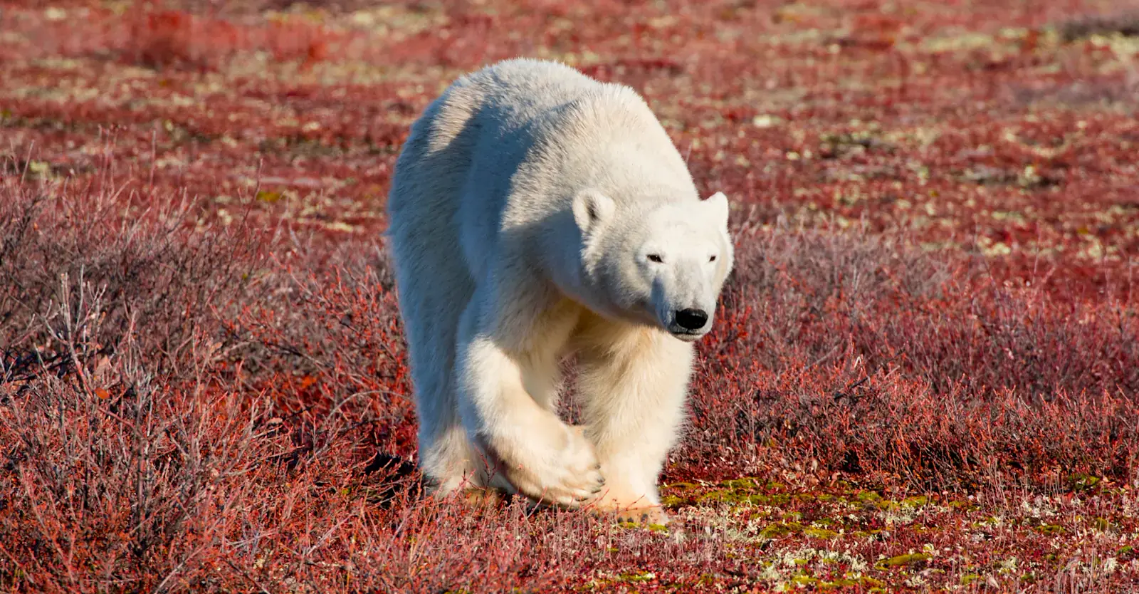 Polar bear on autumn tundra, Churchill, Manitoba