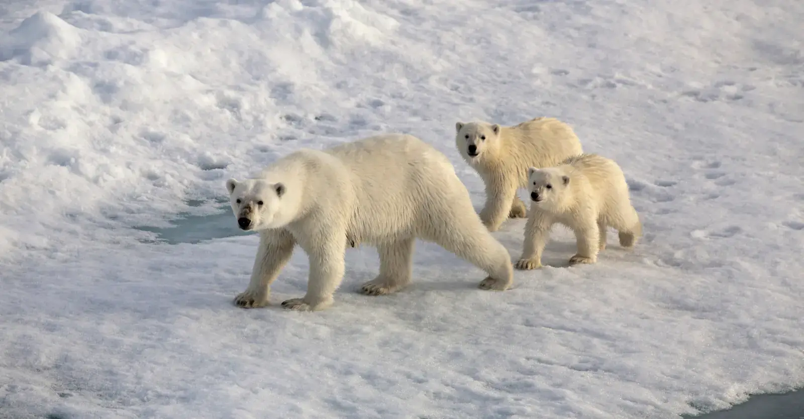 Polar bear with cub, Churchill, Manitoba