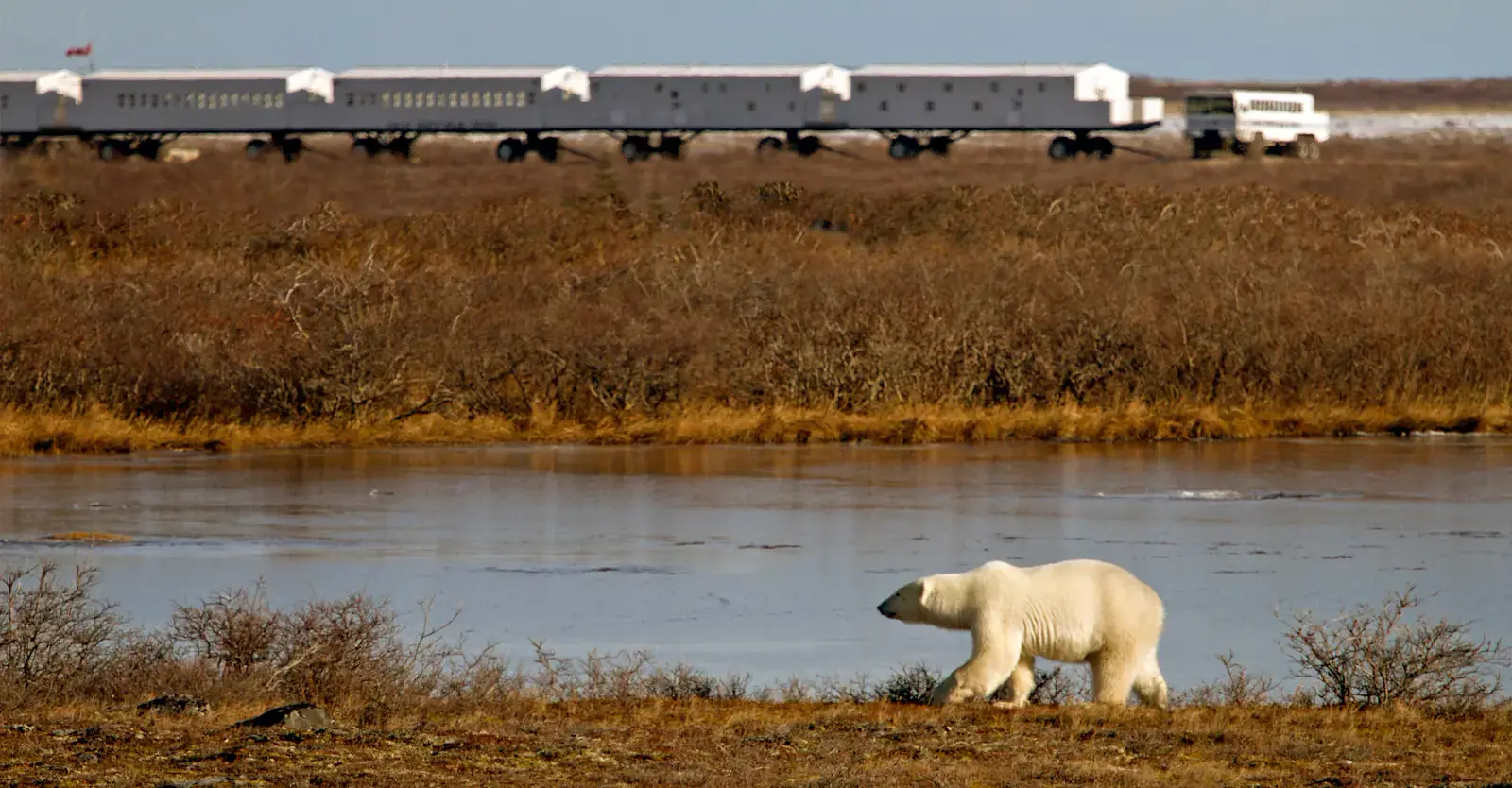 Polar bear in front of the Tundra Lodge, Churchill, Manitoba