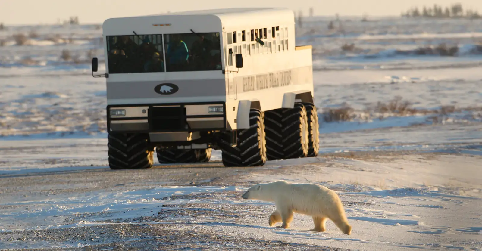 Polar bear beside a Polar Rover, Churchill, Manitoba